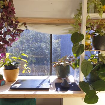 A desk in front of a window, with sunlight filtering through. On the desk is a laptop, and there are indoor plants all around and on the desk.