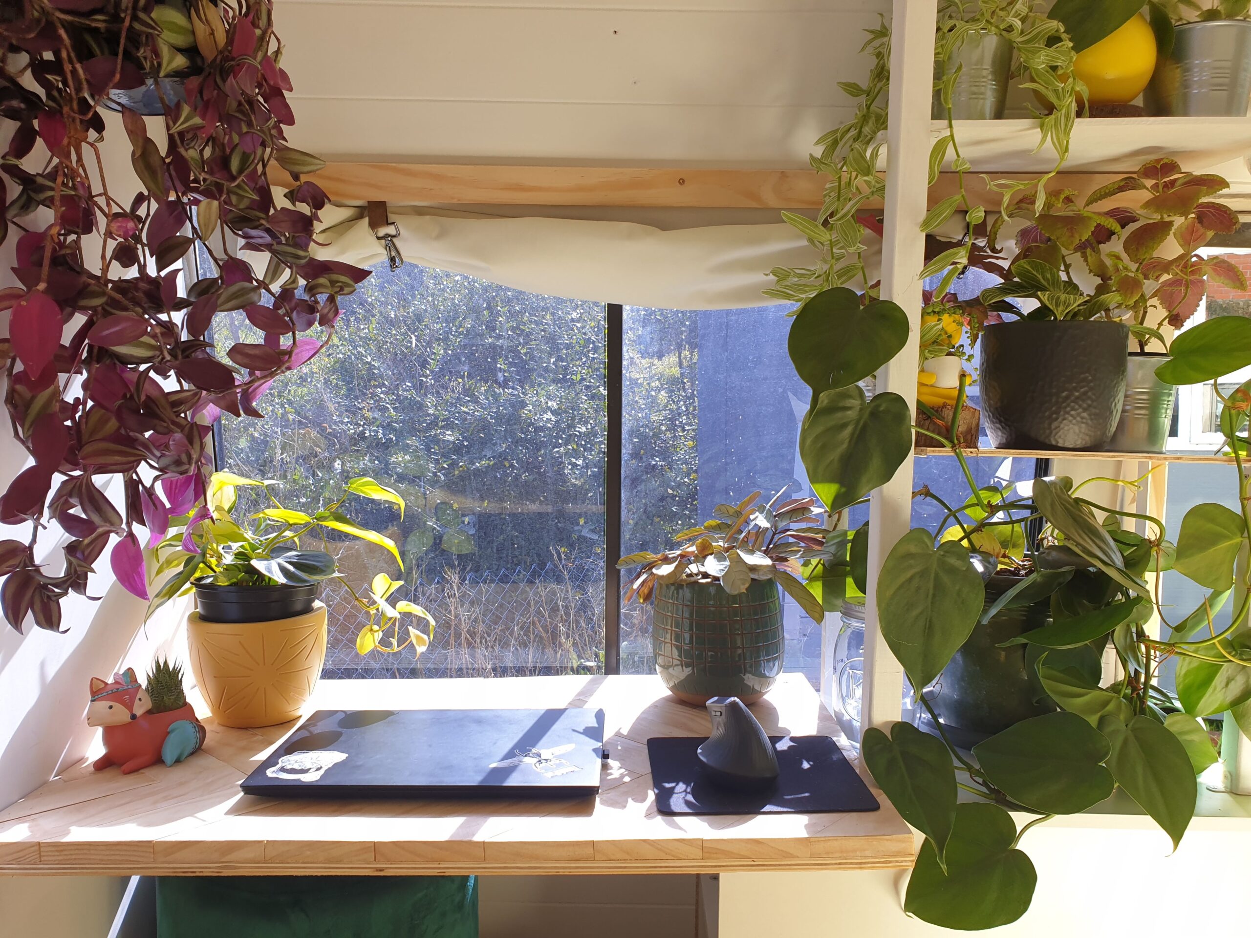 A desk in front of a window, with sunlight filtering through. On the desk is a laptop, and there are indoor plants all around and on the desk.